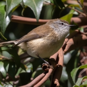 Gerygone mouki at Acton, ACT - 5 May 2023