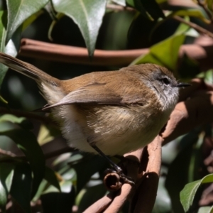 Gerygone mouki at Acton, ACT - 5 May 2023