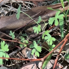Geranium solanderi (Native Geranium) at Cantor Crescent Woodland - 4 May 2023 by Untidy