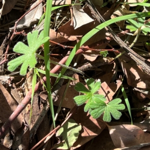 Geranium solanderi at Higgins, ACT - 4 May 2023 03:19 PM