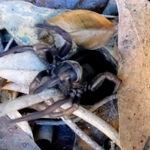 Arbanitis sp. (genus) at Acton, ACT - 5 May 2023