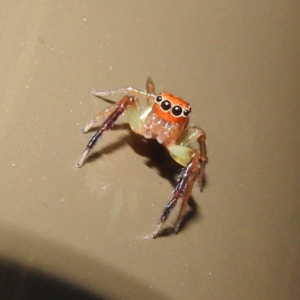 Prostheclina pallida at Acton, ACT - 5 May 2023