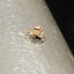 Prostheclina sp (genus) (A jumping spider) at ANBG - 5 May 2023 by HelenCross