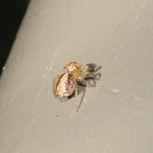 Prostheclina sp (genus) at Acton, ACT - 5 May 2023