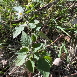 Solanum nigrum at Higgins, ACT - 5 May 2023