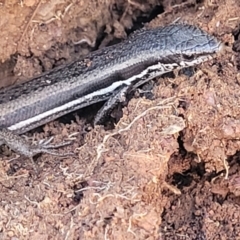 Morethia boulengeri (Boulenger's Skink) at Crace Grasslands - 5 May 2023 by trevorpreston