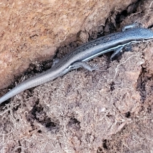 Morethia boulengeri at Lyneham, ACT - 5 May 2023