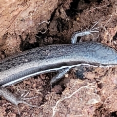 Morethia boulengeri at Lyneham, ACT - 5 May 2023