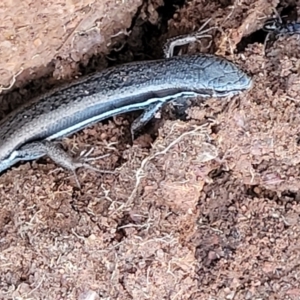 Morethia boulengeri at Lyneham, ACT - 5 May 2023