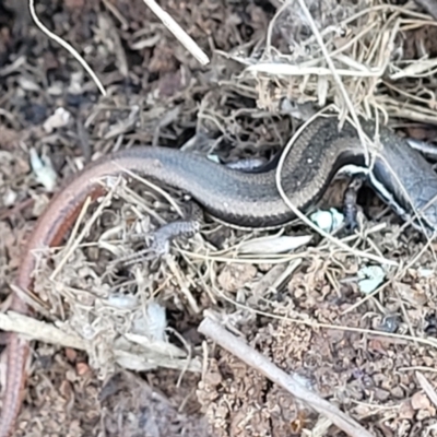 Morethia boulengeri (Boulenger's Skink) at Crace Grasslands - 5 May 2023 by trevorpreston