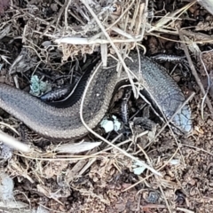 Morethia boulengeri at Lyneham, ACT - 5 May 2023