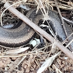 Morethia boulengeri at Lyneham, ACT - 5 May 2023