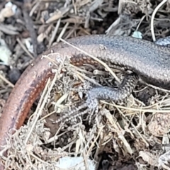 Morethia boulengeri at Lyneham, ACT - 5 May 2023