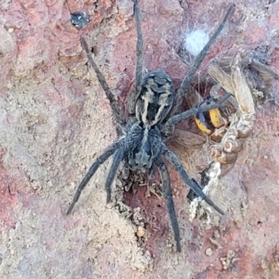 Tasmanicosa sp. (genus) (Unidentified Tasmanicosa wolf spider) at Crace Grasslands - 5 May 2023 by trevorpreston