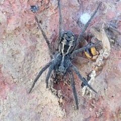Tasmanicosa sp. (genus) (Unidentified Tasmanicosa wolf spider) at Crace Grasslands - 5 May 2023 by trevorpreston