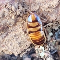 Robshelfordia simplex (Shelford's Western Cockroach) at Crace Grasslands - 5 May 2023 by trevorpreston
