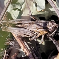 Perunga ochracea (Perunga grasshopper, Cross-dressing Grasshopper) at Crace Grasslands - 5 May 2023 by trevorpreston