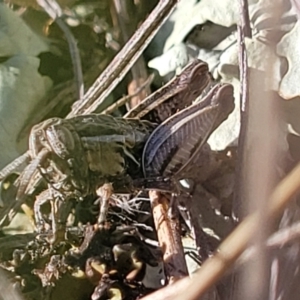 Perunga ochracea at Lyneham, ACT - 5 May 2023 03:22 PM