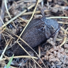 Milax gagates (Black-keeled Slug) at Crace Grasslands - 5 May 2023 by trevorpreston