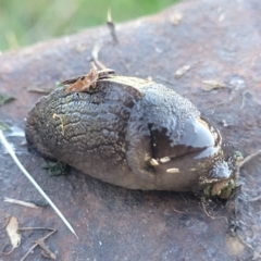 Milax gagates at Lyneham, ACT - 5 May 2023 03:16 PM