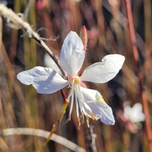 Oenothera lindheimeri at Kaleen, ACT - 5 May 2023 03:08 PM