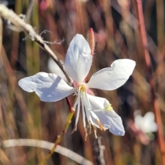 Oenothera lindheimeri (Clockweed) at Kaleen, ACT - 5 May 2023 by trevorpreston