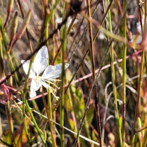 Oenothera lindheimeri at Kaleen, ACT - 5 May 2023