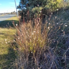 Oenothera lindheimeri at Kaleen, ACT - 5 May 2023