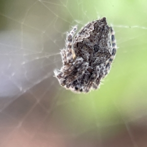 Socca pustulosa at Braddon, ACT - 5 May 2023