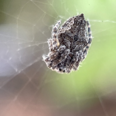 Socca pustulosa (Knobbled Orbweaver) at Braddon, ACT - 5 May 2023 by Hejor1
