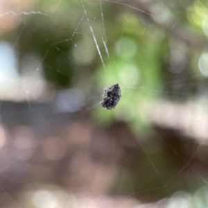 Socca pustulosa at Braddon, ACT - 5 May 2023