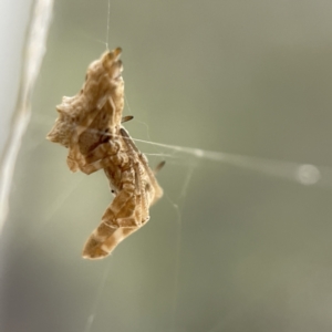 Philoponella congregabilis at Braddon, ACT - 5 May 2023