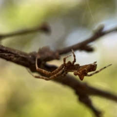 Philoponella congregabilis at Braddon, ACT - 5 May 2023