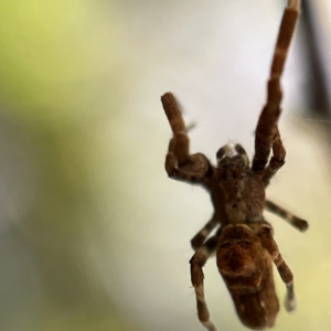 Philoponella congregabilis at Braddon, ACT - 5 May 2023