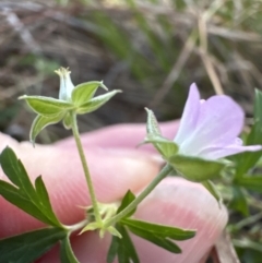 Geranium retrorsum (Grassland Cranesbill) at Aranda, ACT - 5 May 2023 by lbradley