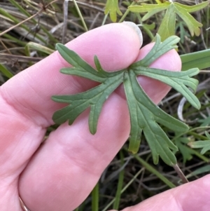 Geranium retrorsum at Molonglo Valley, ACT - 5 May 2023