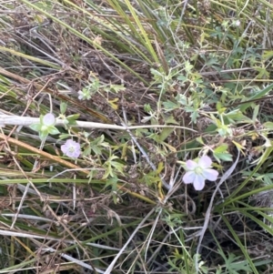 Geranium retrorsum at Aranda, ACT - 5 May 2023 05:08 PM