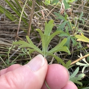 Geranium retrorsum at Molonglo Valley, ACT - 5 May 2023
