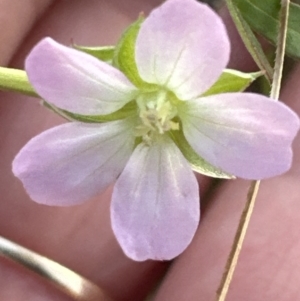 Geranium retrorsum at Molonglo Valley, ACT - 5 May 2023