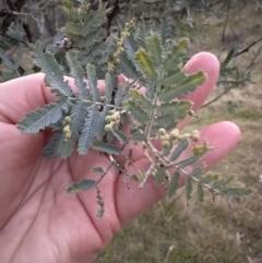 Acacia baileyana x Acacia dealbata (Cootamundra Wattle x Silver Wattle (Hybrid)) at Aranda Bushland - 5 May 2023 by lbradley
