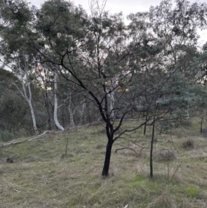 Acacia baileyana x Acacia dealbata at Aranda, ACT - 5 May 2023