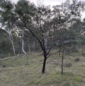 Acacia baileyana x Acacia dealbata at Molonglo Valley, ACT - 5 May 2023
