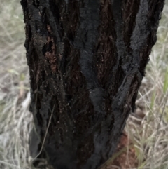 Acacia baileyana x Acacia dealbata at Aranda, ACT - 5 May 2023