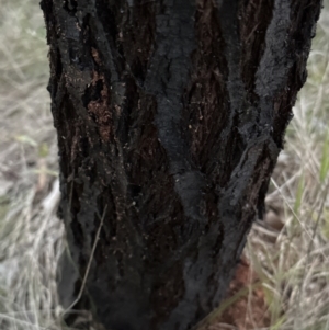 Acacia baileyana x Acacia dealbata at Aranda, ACT - 5 May 2023 05:26 PM