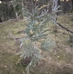 Acacia baileyana x Acacia dealbata at Molonglo Valley, ACT - 5 May 2023