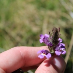 Euphrasia caudata (Tailed Eyebright) at Cotter River, ACT - 8 Jan 2023 by Tapirlord