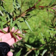 Epilobium ciliatum (A Willow Herb) at Cotter River, ACT - 8 Jan 2023 by Tapirlord