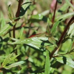 Epilobium ciliatum at Cotter River, ACT - 8 Jan 2023