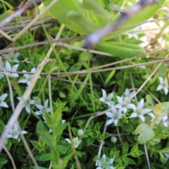 Rhytidosporum alpinum at Cotter River, ACT - 8 Jan 2023 by Tapirlord