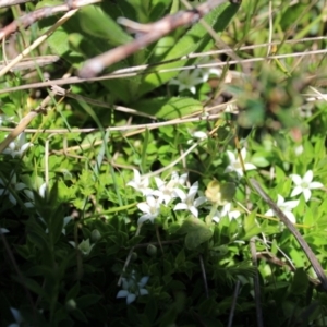 Rhytidosporum alpinum at Cotter River, ACT - 8 Jan 2023 11:02 AM